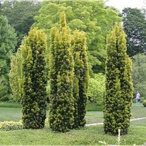 Tis obyčajný (Taxus baccata) ´FASTIGIATA AUREA´ - výška 15-30 cm, kont. C3L 